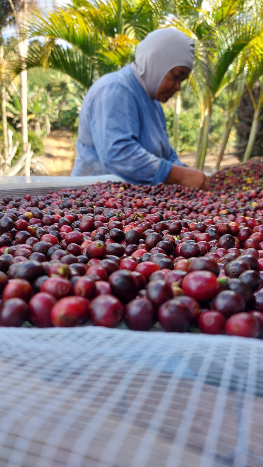 Produtora brasileira selecionando cerejas de café
